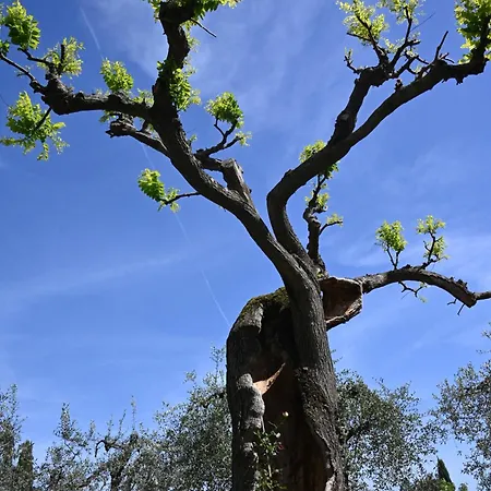 Mikipongtwo Montepulciano Stazione